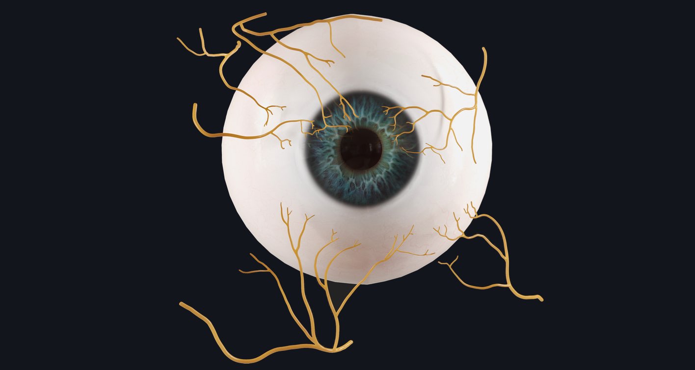 The eye with its associated nervous supply