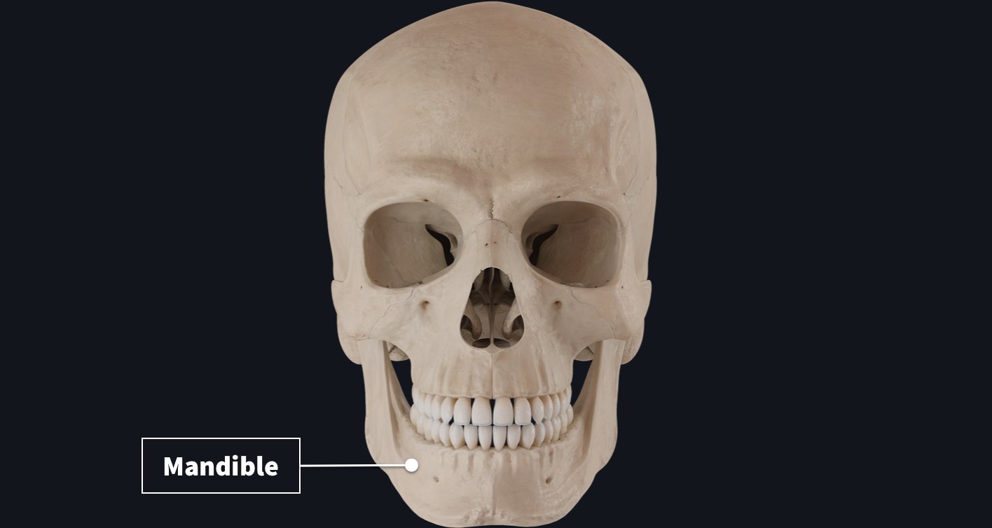 The mandible and its features