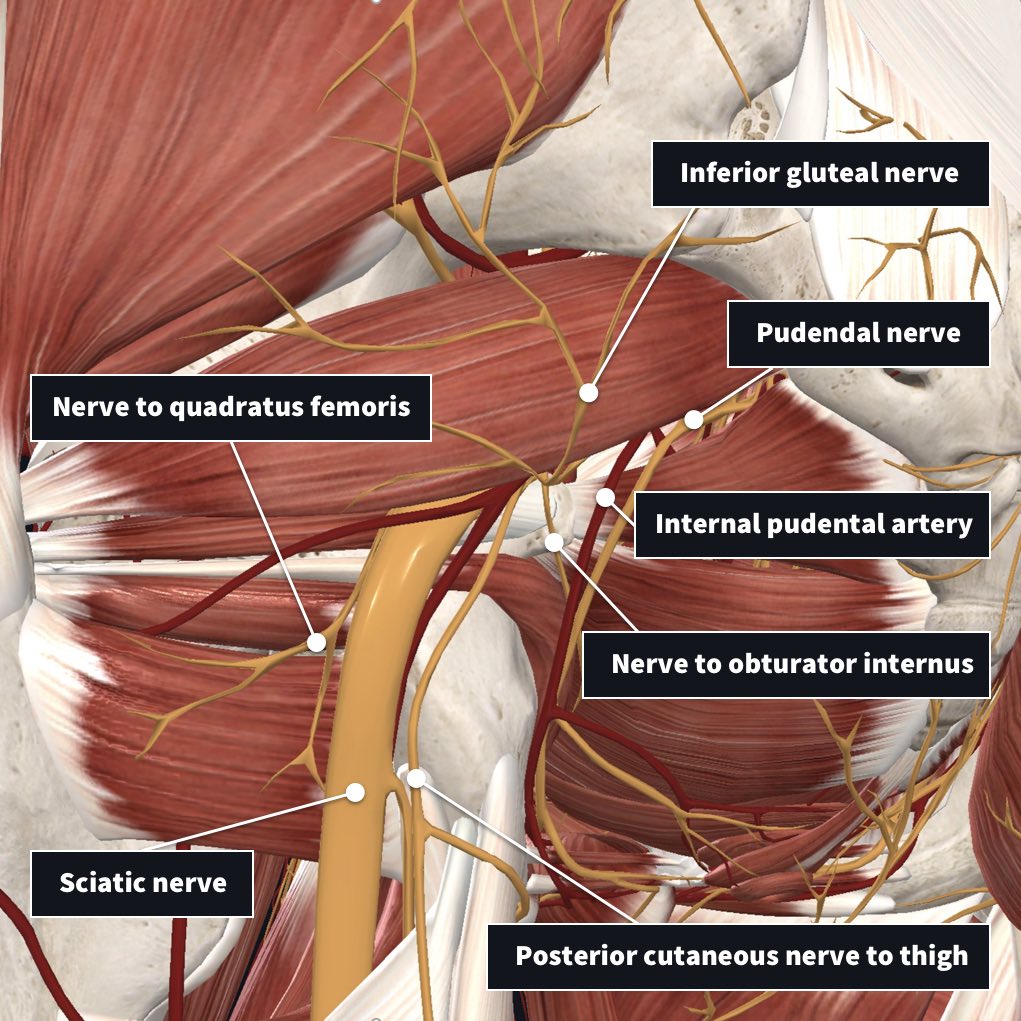 Innervation and arterial supply of the piriformis | Complete Anatomy