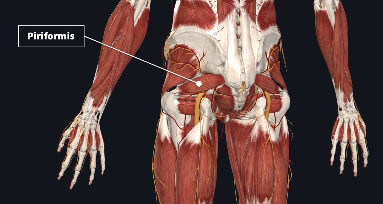 What Nerves Innervate The Gluteal Muscles What Nerves Innervate The Gluteal Muscles