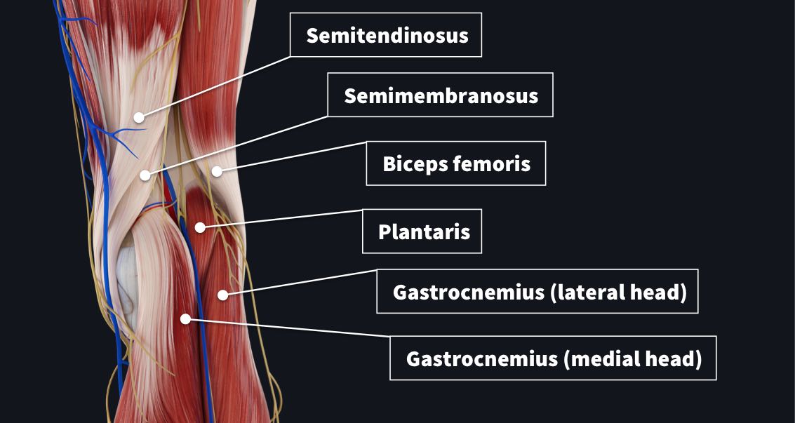 The Popliteal Fossa Complete Anatomy The Popliteal Fossa Complete Anatomy