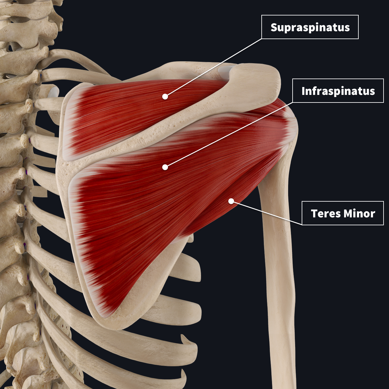 A posterior view of the muscles of the rotator cuff including the Supraspinatus, Infraspinatus and Teres Minor muscles