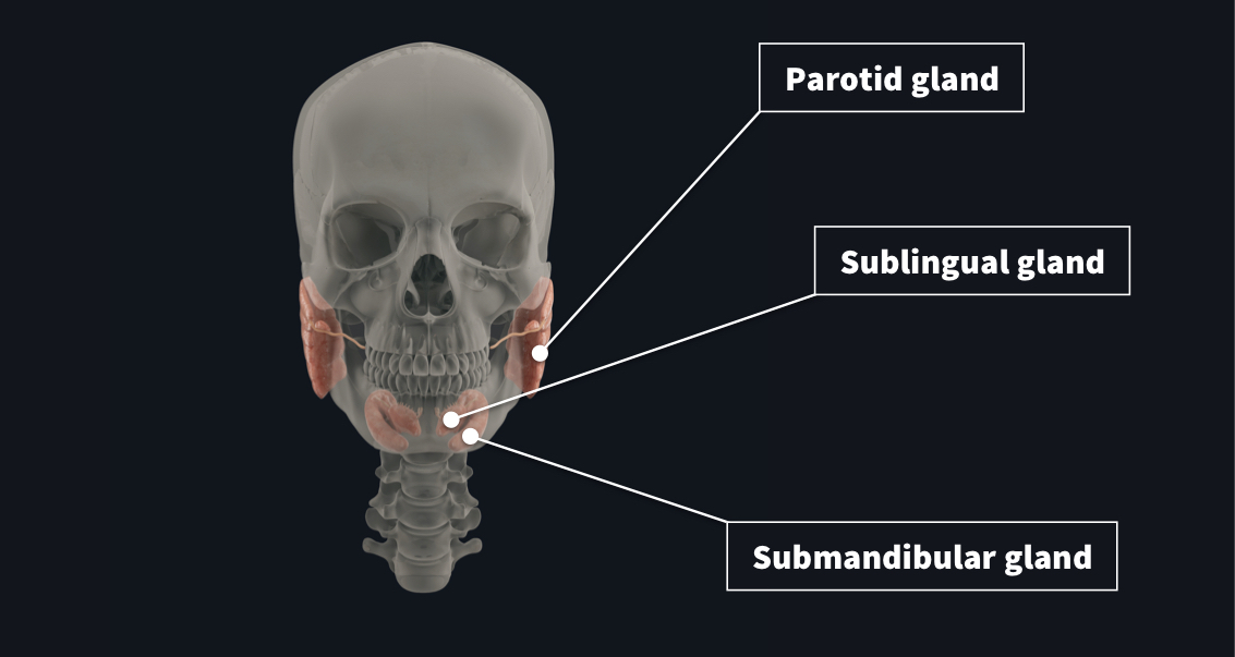 Faded anterior view of the skull with the major salivary glands highlighted including the parotid gland, sublingual gland and submandibular gland