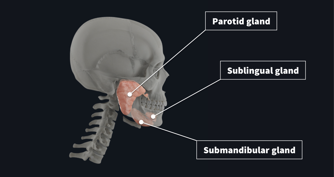 Faded side view of the skull with the major salivary glands highlighted including the parotid gland, sublingual gland and submandibular gland