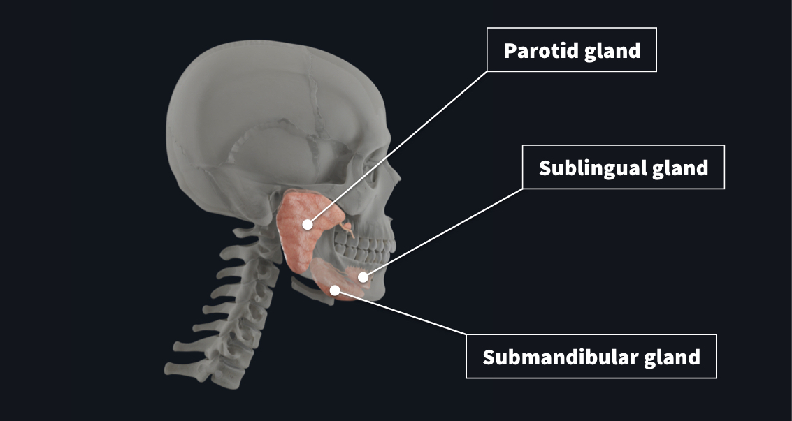 high saliva production