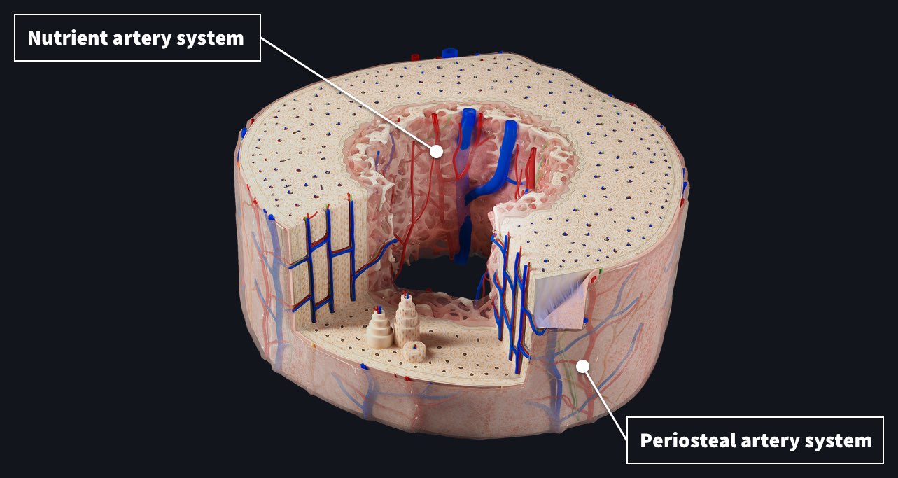 Bone cross section showing the internal structure of the long bone with the nutrient artery system and periosteal artery system labelled