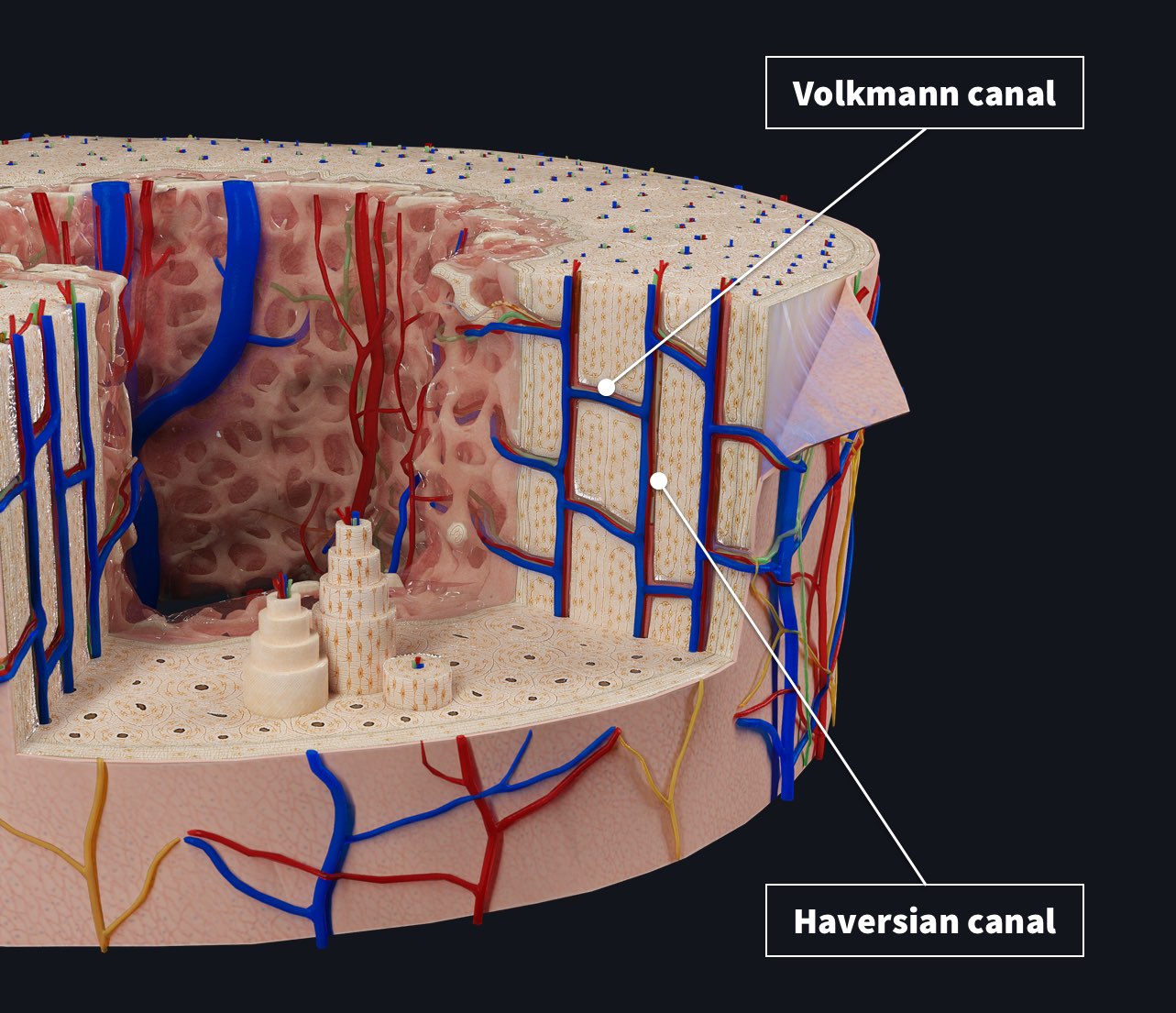 Bone cross section showing the internal structure of the long bone with the Volkmann canal and Haversian canal labelled