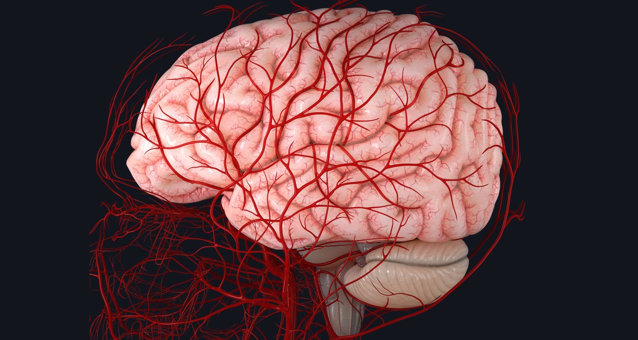 The Brain and its associated blood supply
