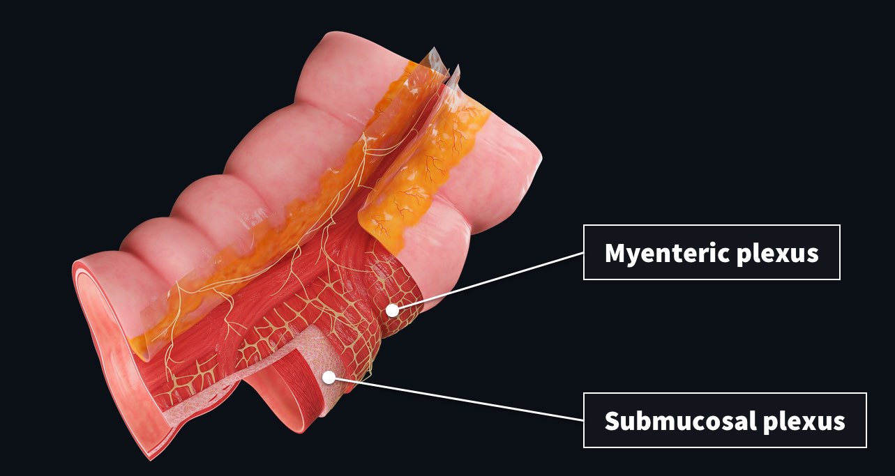 Sneak peek: Colon microanatomy model