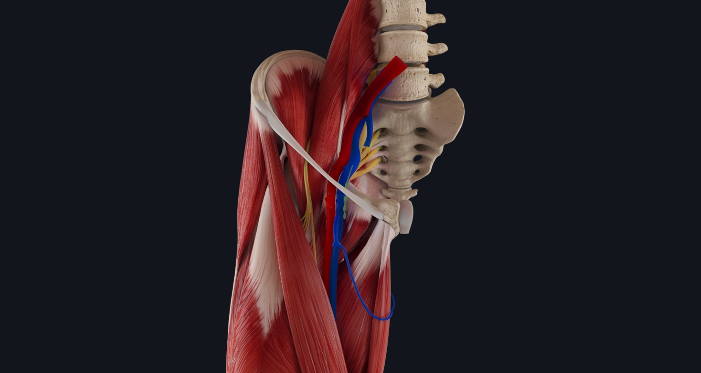 Remember the contents of the Femoral triangle with this crafty mnemonic