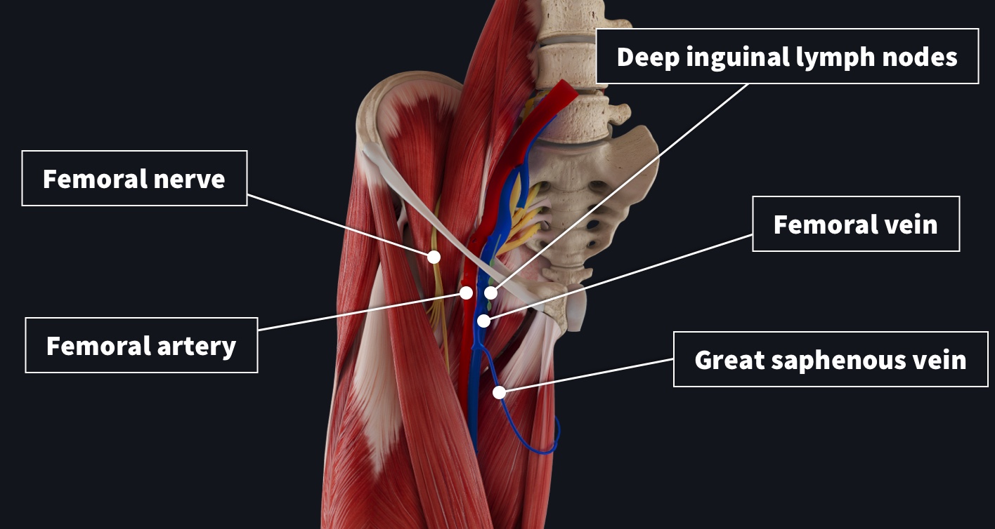 Femoral Pulse Palpation