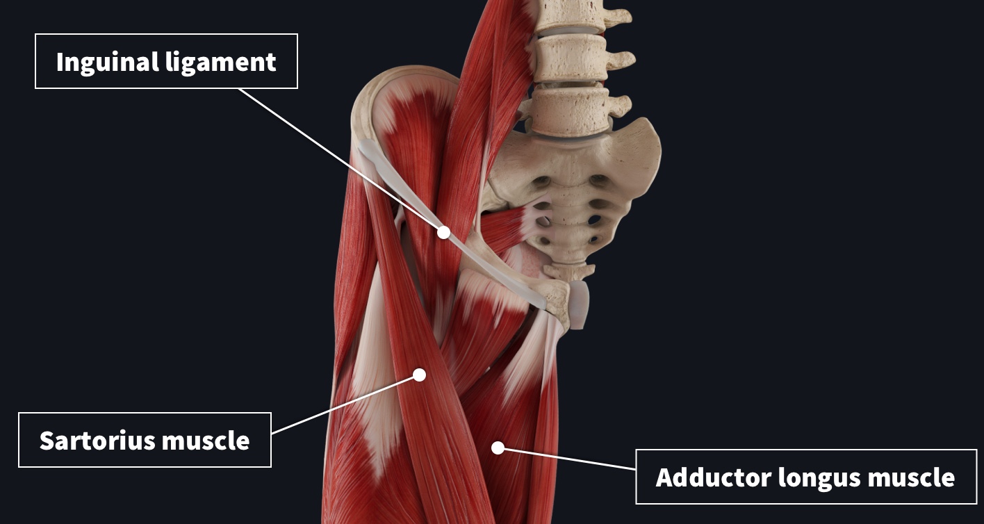 Femoral triangle