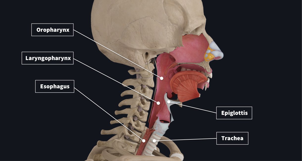 Holding our food down: Peristalsis