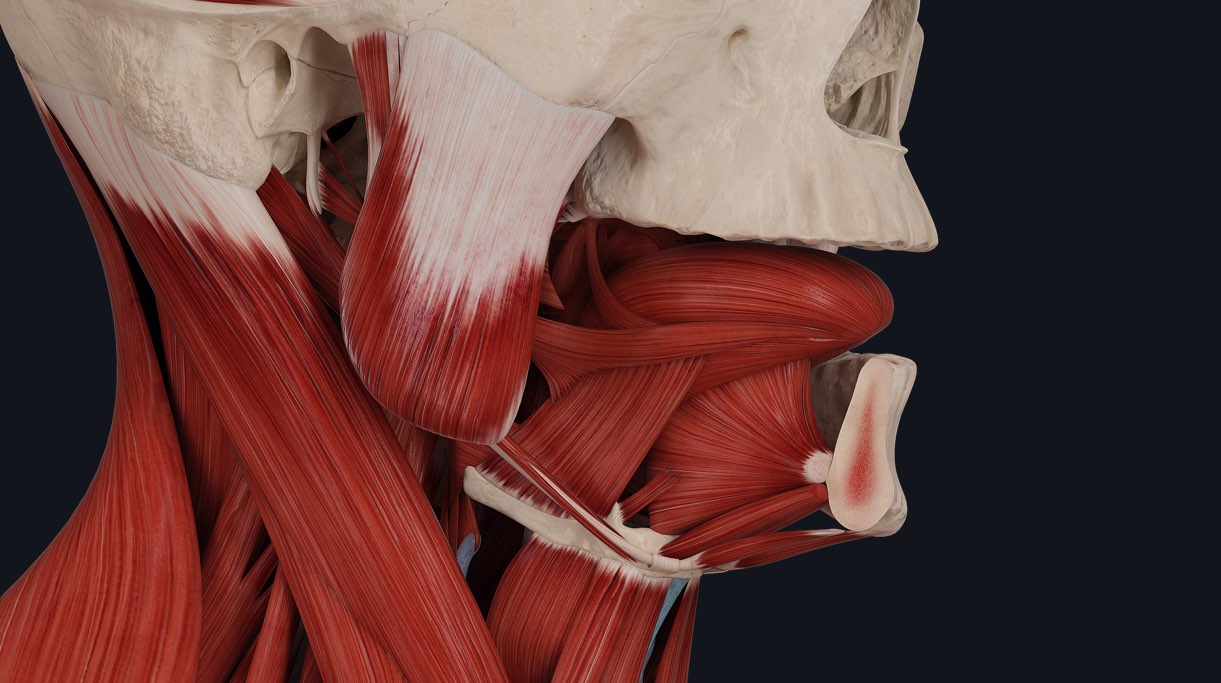 tongue muscles anatomy