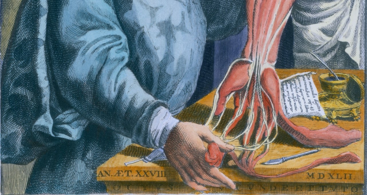 andreas vesalius dissection