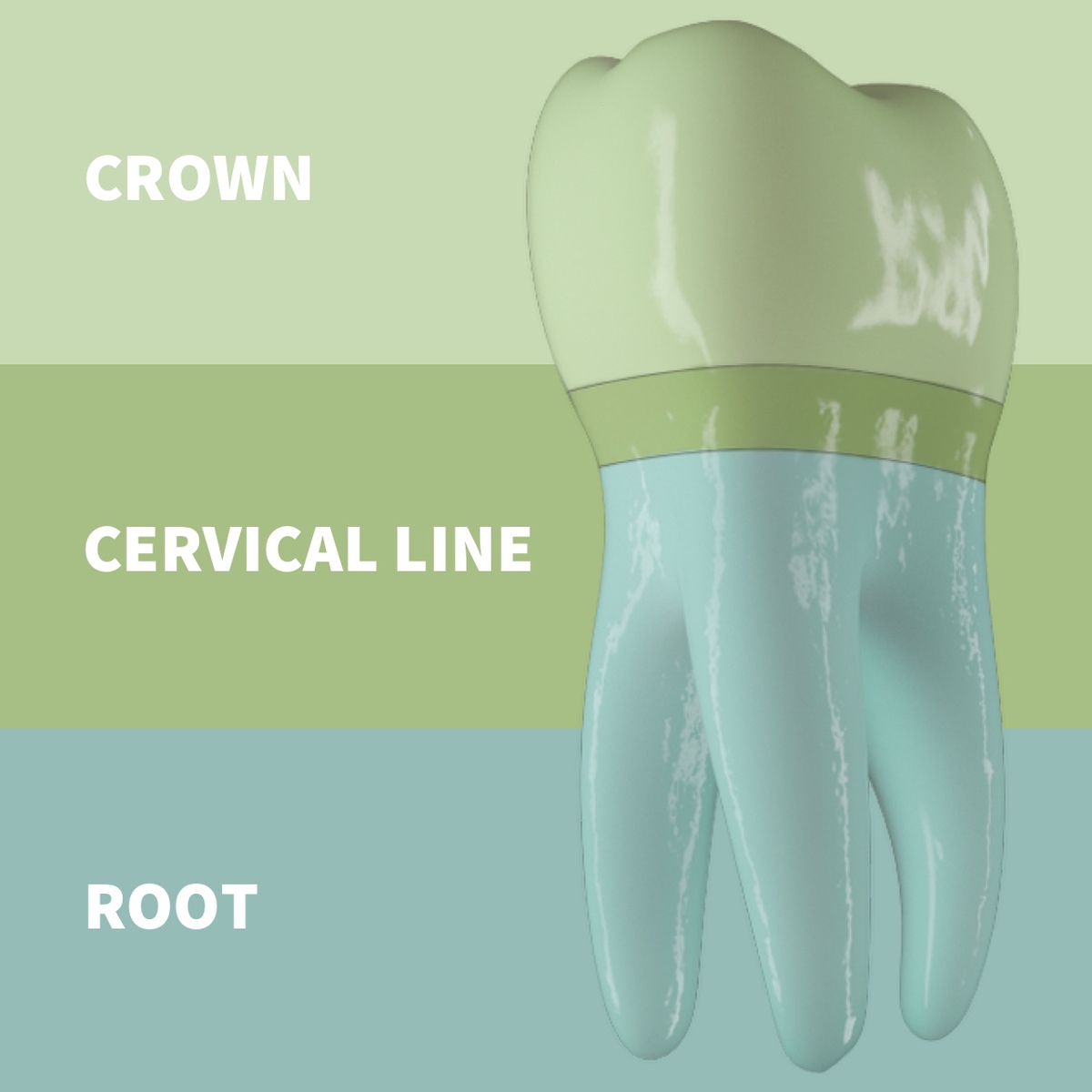 parts of the tooth