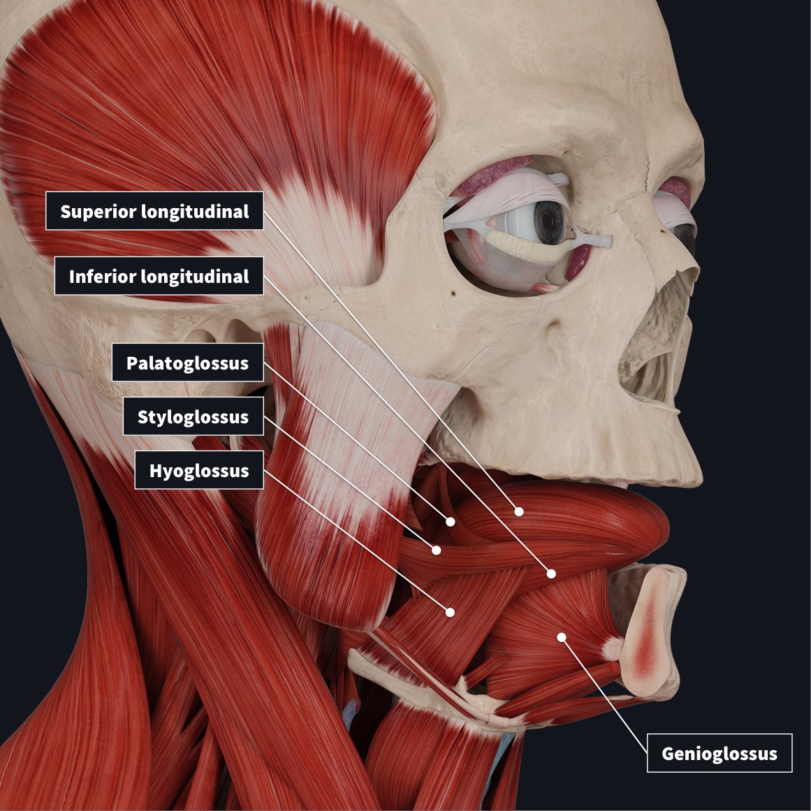Extrinsic tongue muscles with Superior longitudinal, Inferior longitudinal, Palatoglossus, Styloglossus, Hyoglossus and Genioglossus muscles labelled