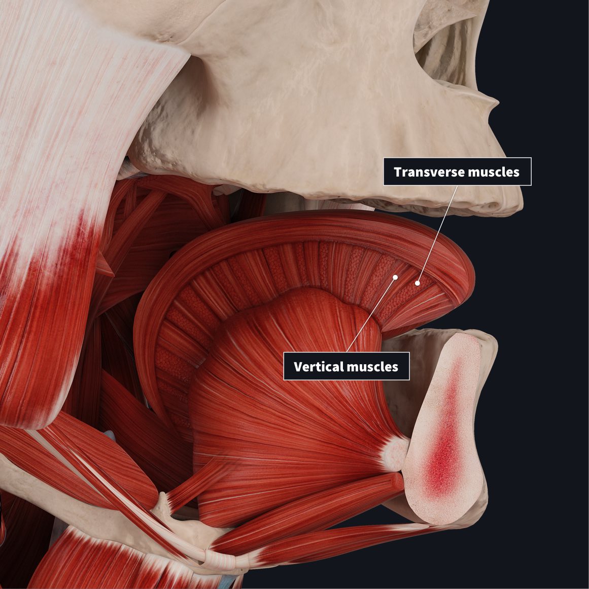 tongue muscles anatomy