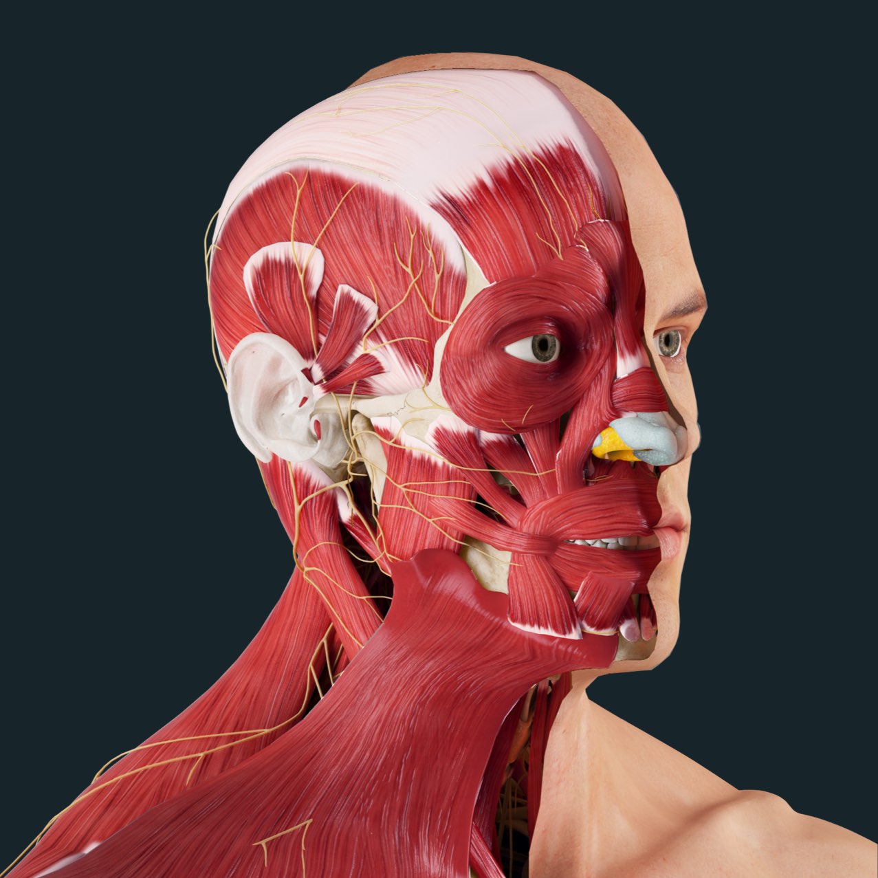 Gross Head and Neck Anatomy